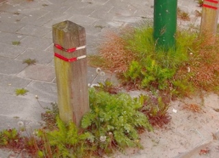  Schepen Pierins: kritiek op Brugs groenonderhoud onterecht