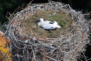 Ooievaarsjongen in het Zwin Natuurcentrum geringd